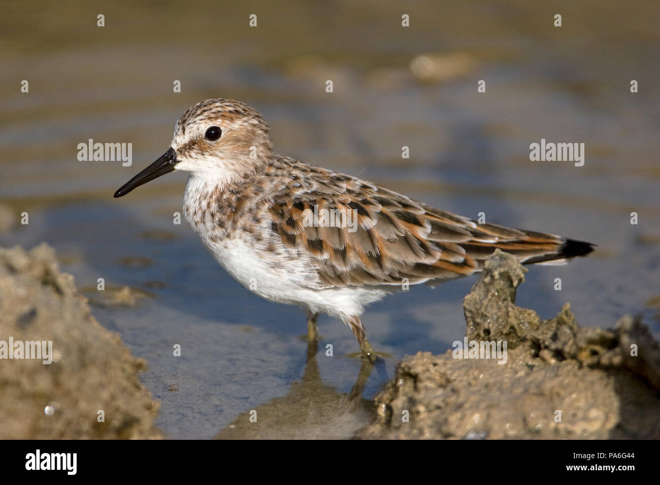 置物 Summer Stint & Blue Stint 親子 イッタラ バード