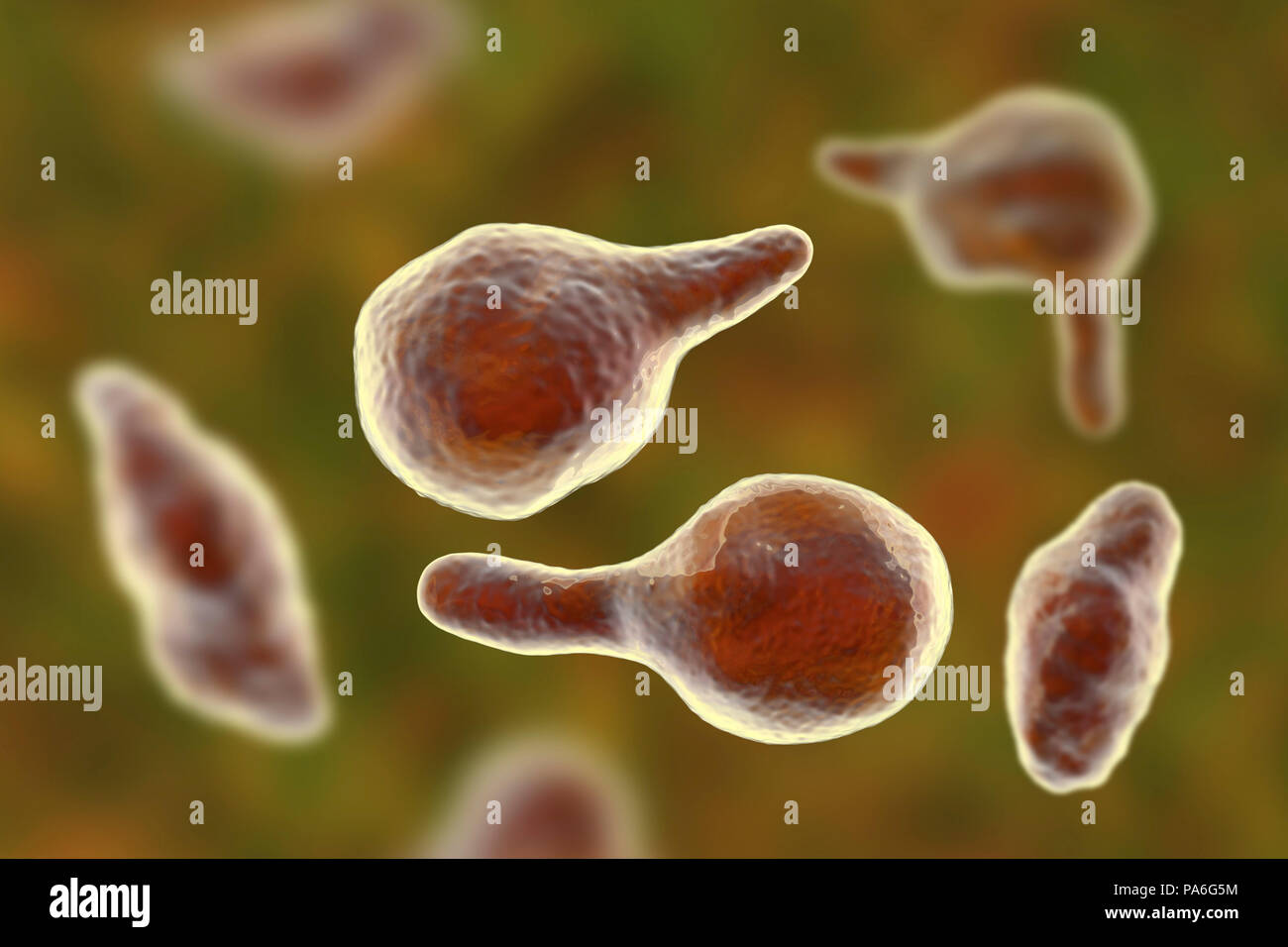 Mycoplasma genitalium Mycoplasma genitalium