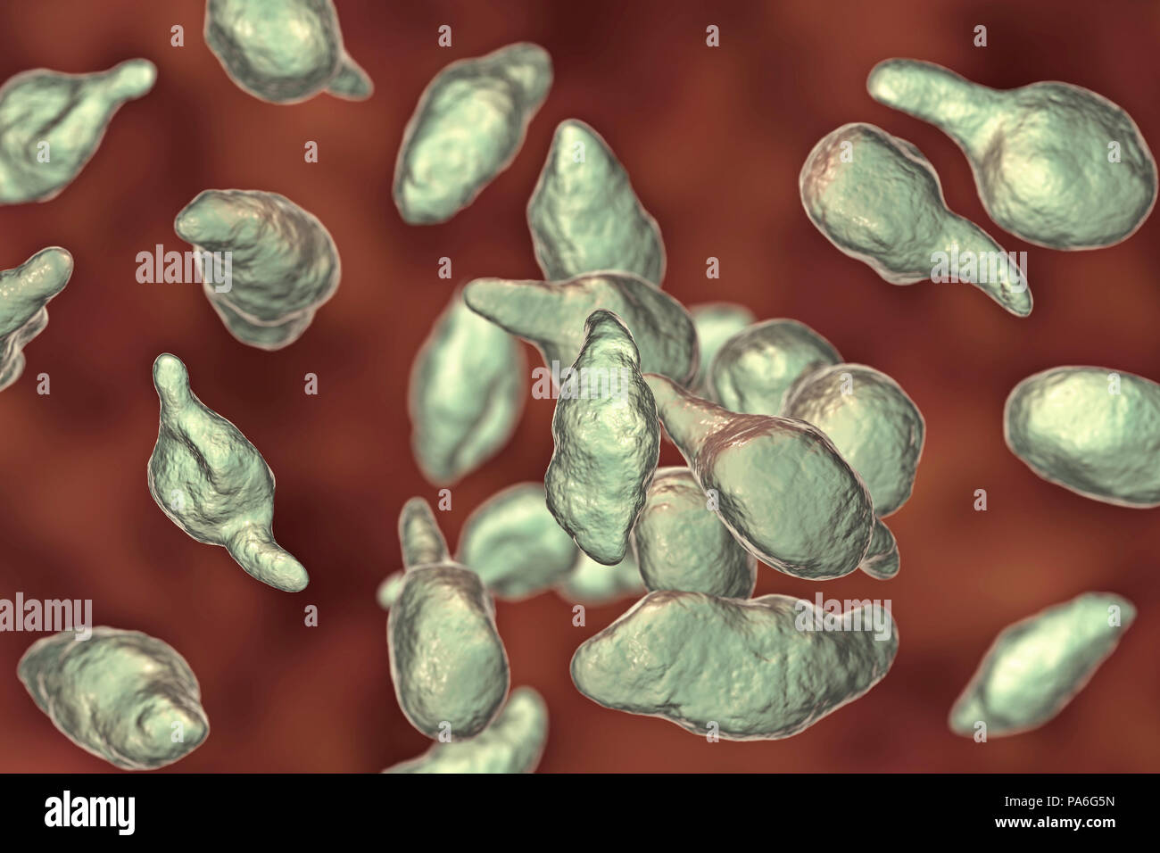 Mycoplasma genitalium bacteria, illustration. It is a sexually transmitted organism that causes non-gonococcal urethritis in men and several inflammatory reproductive tract syndromes in women such as cervicitis, pelvic inflammatory disease, and infertility. As of 2018, its developing resistance to antibiotics means there are fears it may spread out of control as a 'superbug'. Stock Photo