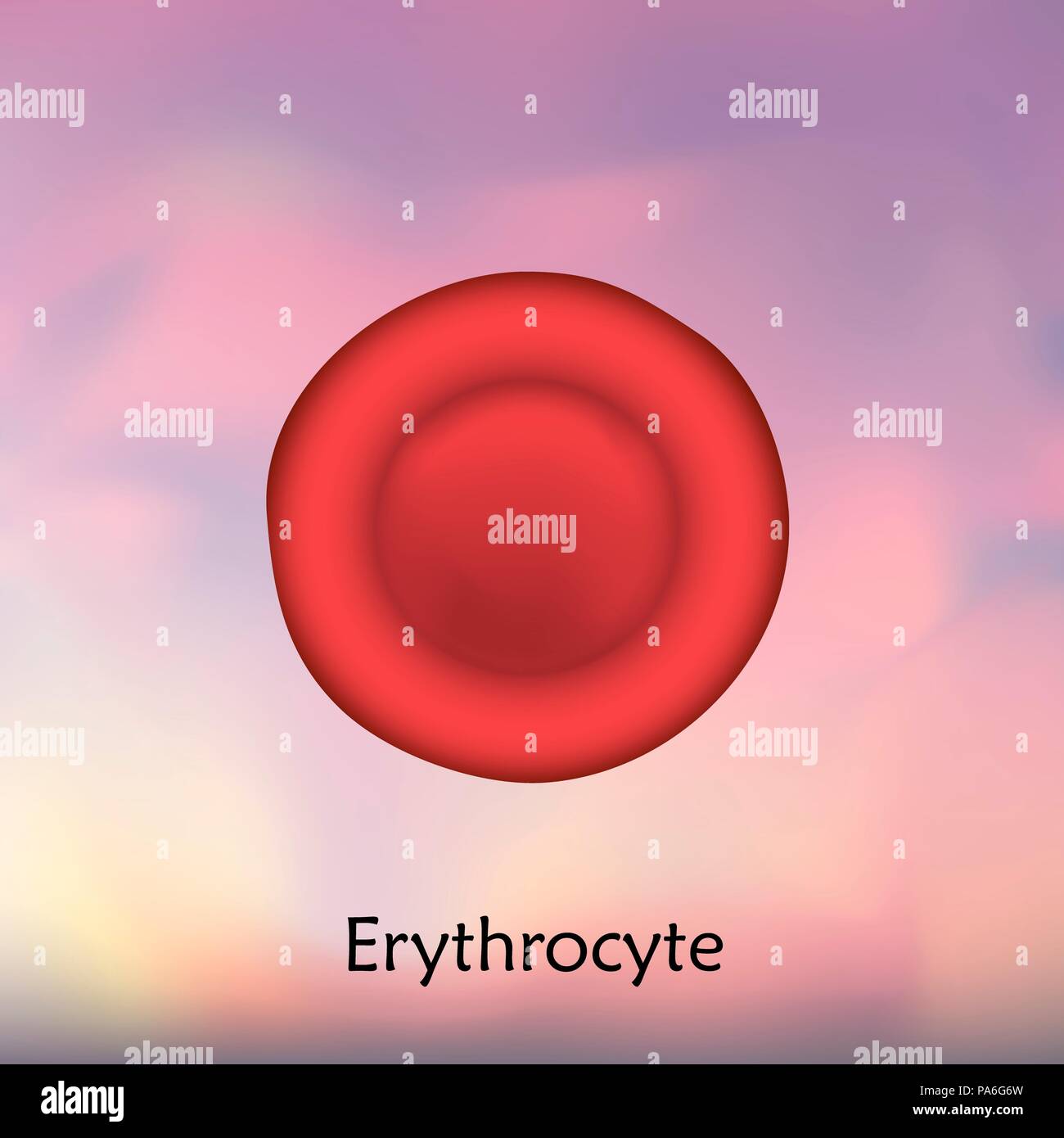 Erythrocyte red blood cell, illustration. Stock Photo