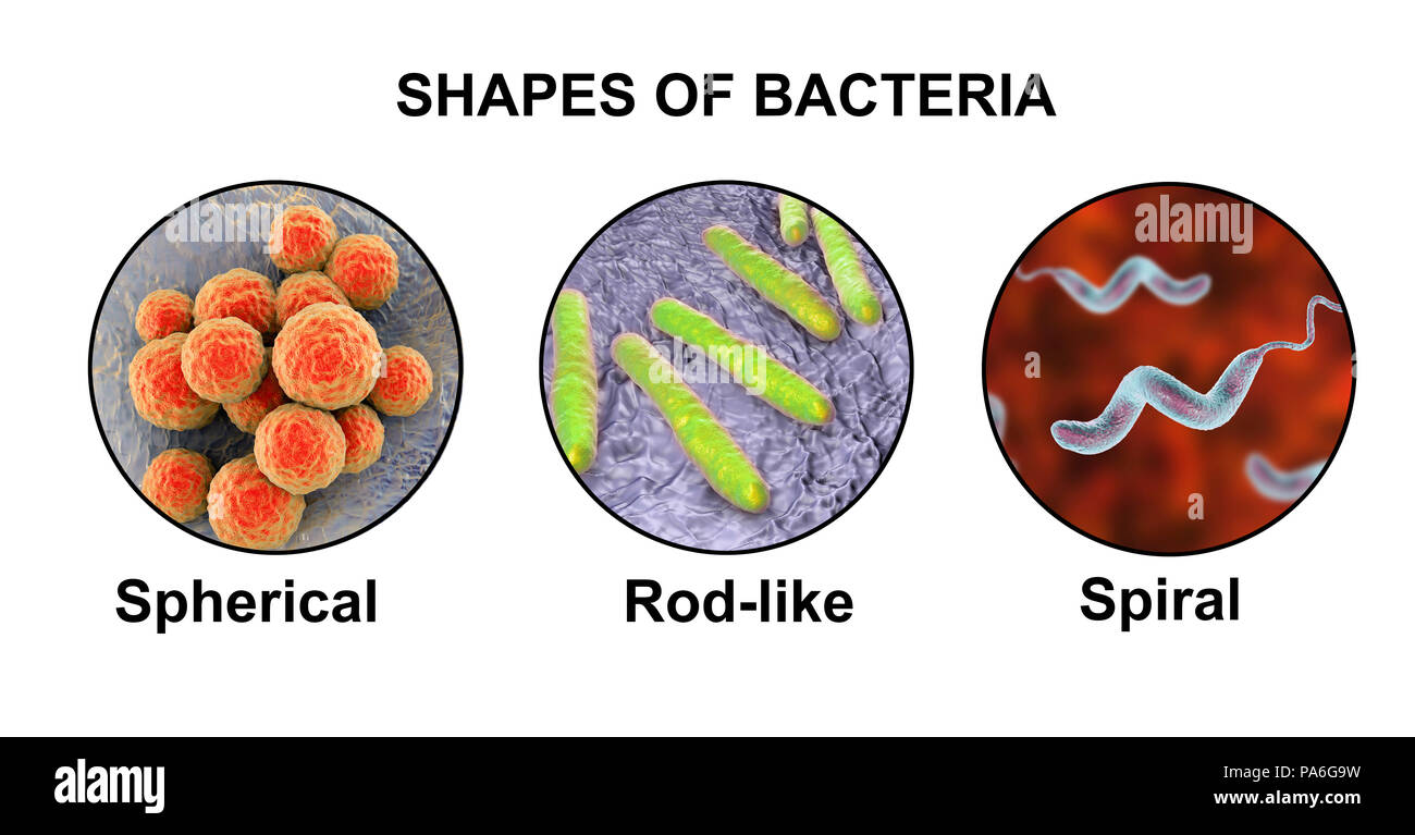 Bacteria of different shapes, computer illustration showing three main shapes of bacteria - spherical (staphylococci, streptococci and diplococci), rod-like (bacilli, streptobacilli and coccobacilli), and spiral (vibrios, spirillae and spirochaetes). Stock Photo