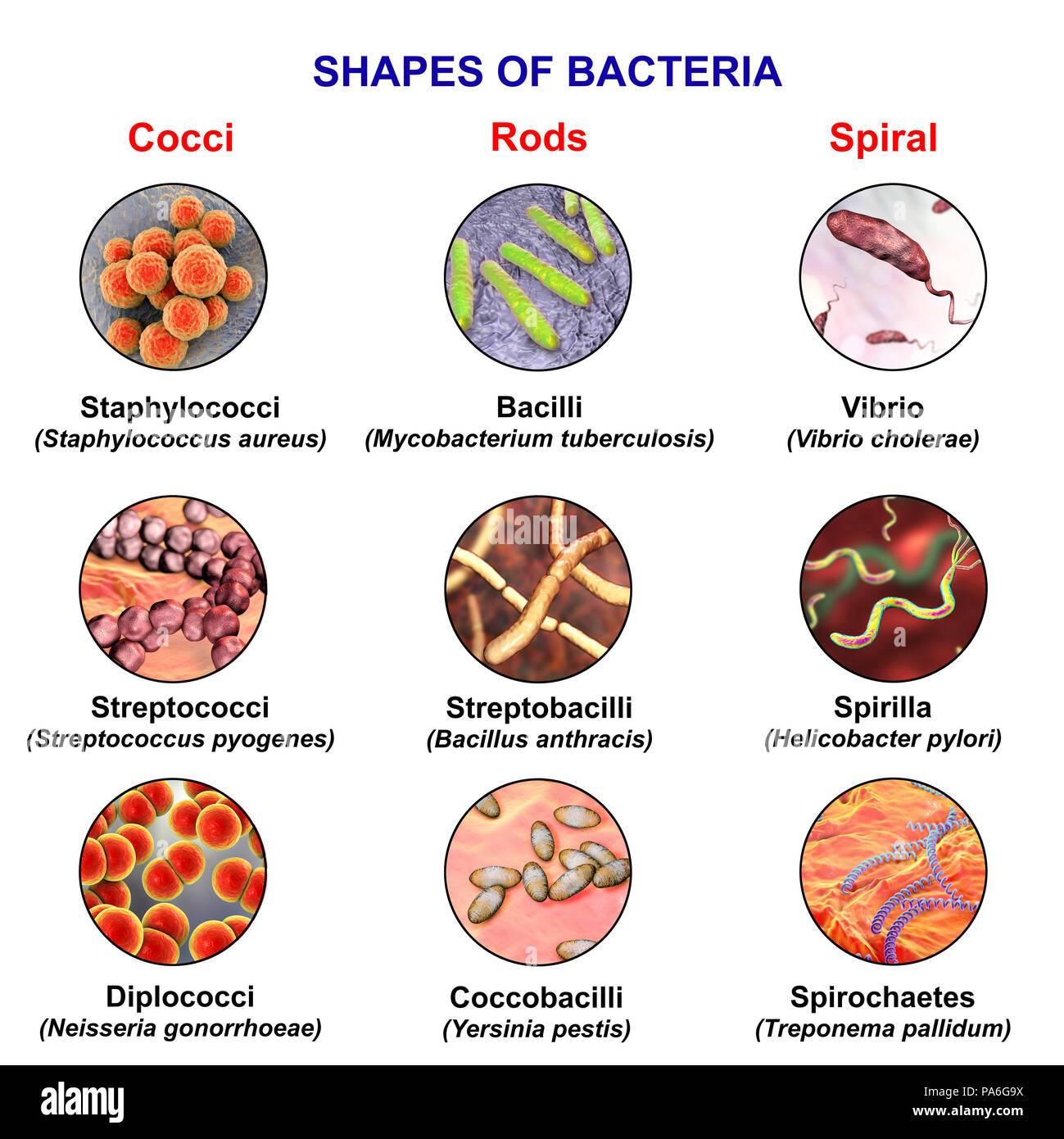 Bacteria of different shapes, computer illustration showing three main shapes of bacteria - spherical (cocci), for example, Staphylococcus aureus; rod-like, for example, Mycobacterium tuberculosis; and spiral, for example, Campylobacter jejuni. Stock Photo