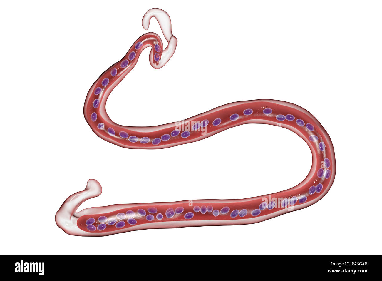 Computer illustration of Brugia malayi, a parasitic nematode worm and cause of human lymphatic filariasis (elephantiasis). Brugia malayi is one of five types of nematode worm which cause human filariasis. They are spread by blood- sucking insects. The worms then invade the human lymphatic system to produce thousands of larvae that spread around the body. Stock Photo