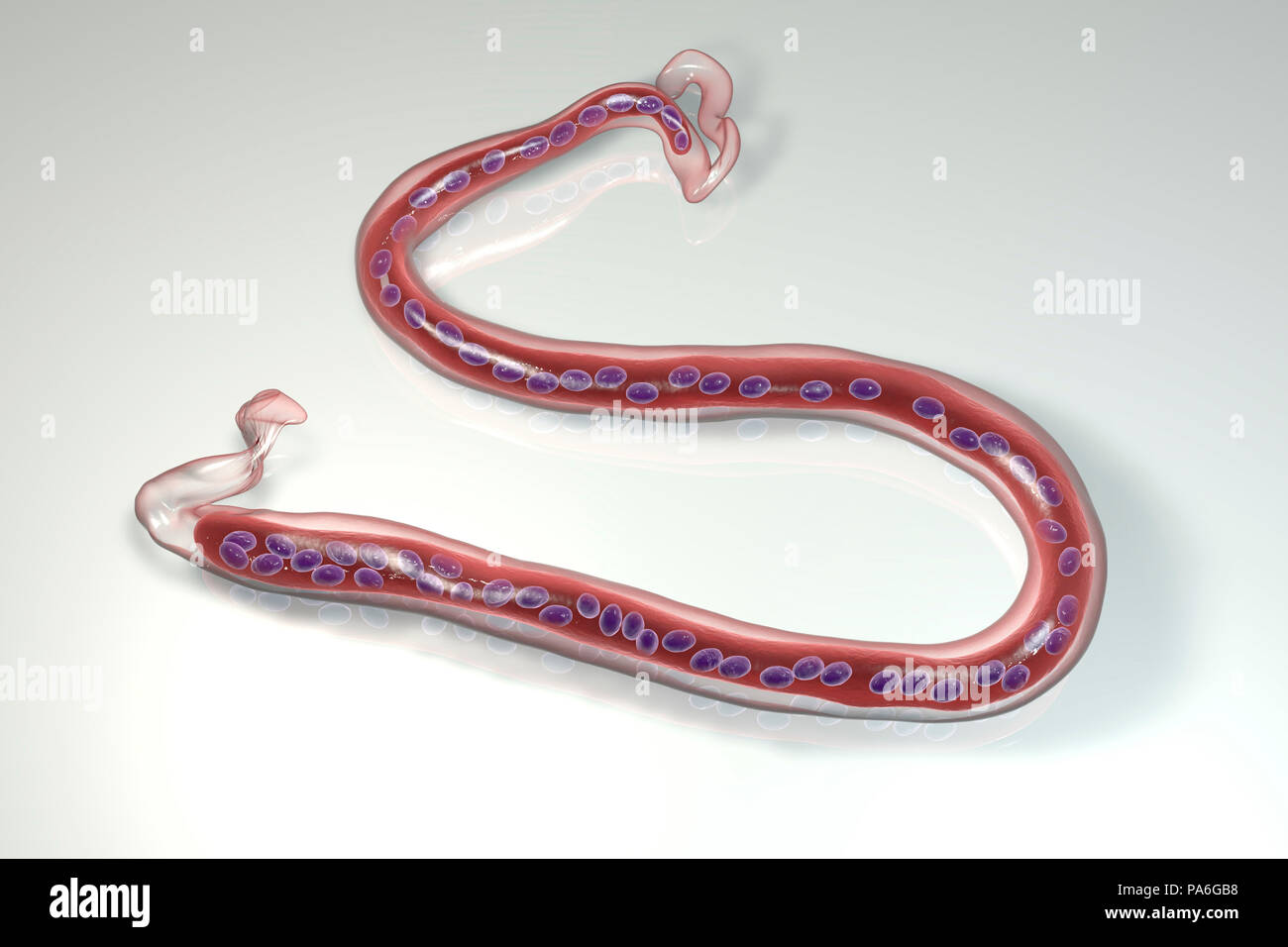 Loa Loa Worm Computer Illustration The Loa Loa Worm Is A Parasitic Nematode That Lives Under Human Skin Causing A Form Of Filariasis Called Loiasis The Worms Are Spread By Bloodsucking Chrysops