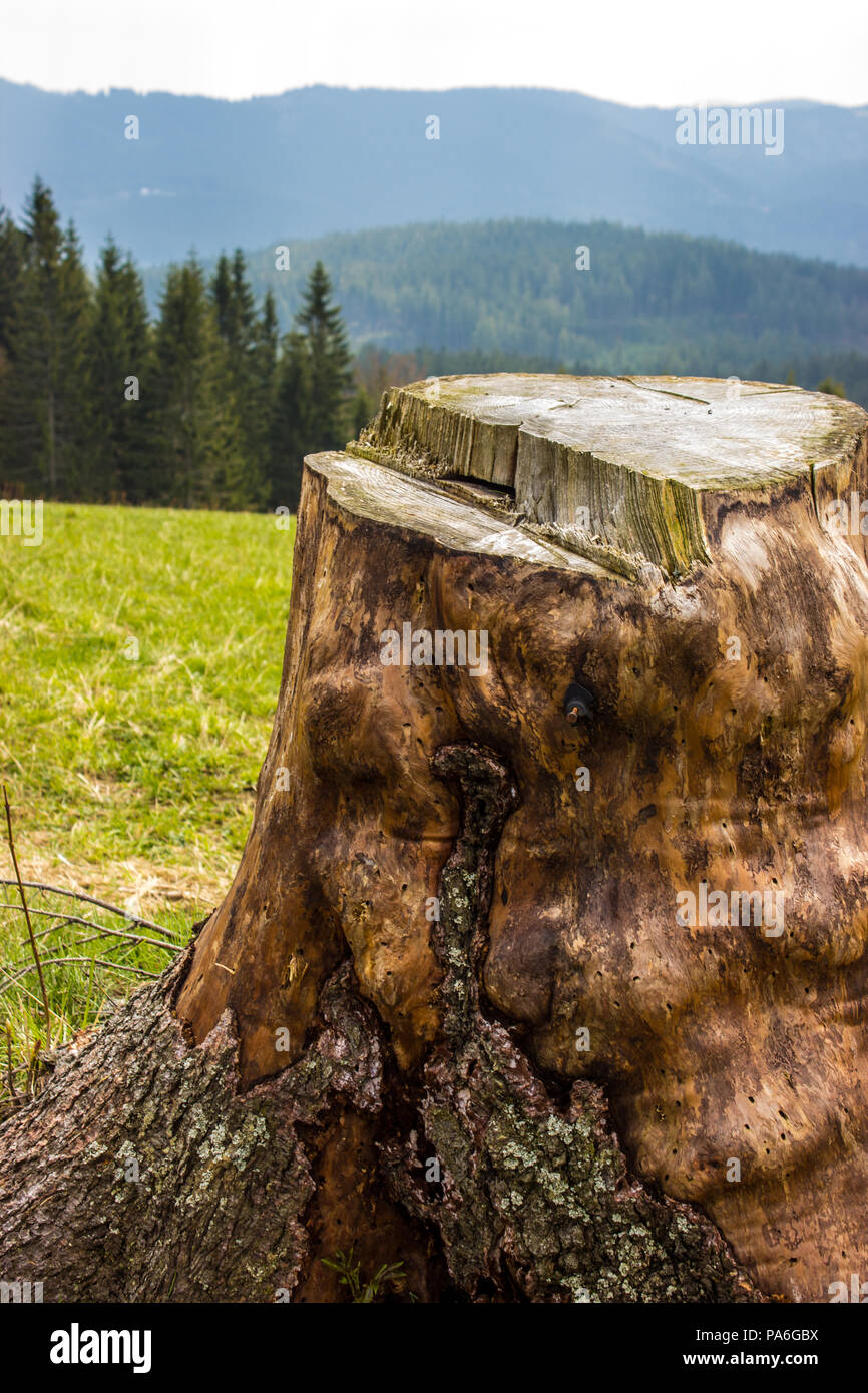 Stump. Foreground grass, in the background are the mountains. Stock Photo