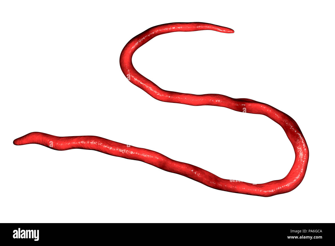 Onchocerca volvulus parasitic worm, computer illustration. O. volvulus is the causative agent of onchocerciasis or river blindness (Onchocerca worm infestation). An infestation begins when a host is bitten by a black fly (Simulium sp.) carrying the worm larvae. Illustration shows diagnostic morphological features of O. volvulus, there is no sheath and no nuclei in the tip of the tail. Stock Photo