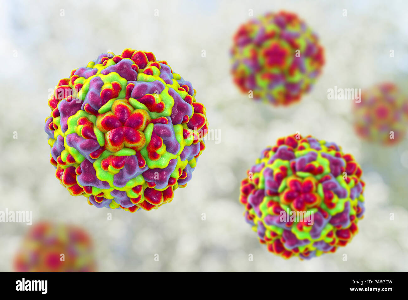 Rhinovirus, computer illustration. The rhinovirus infects the upper