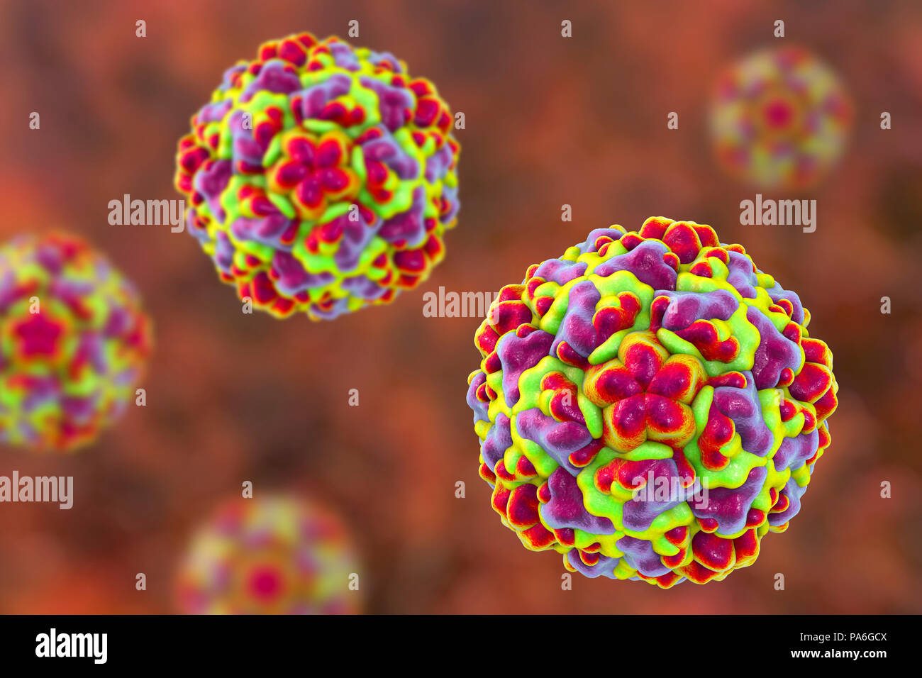Rhinovirus, computer illustration. The rhinovirus infects the upper ...
