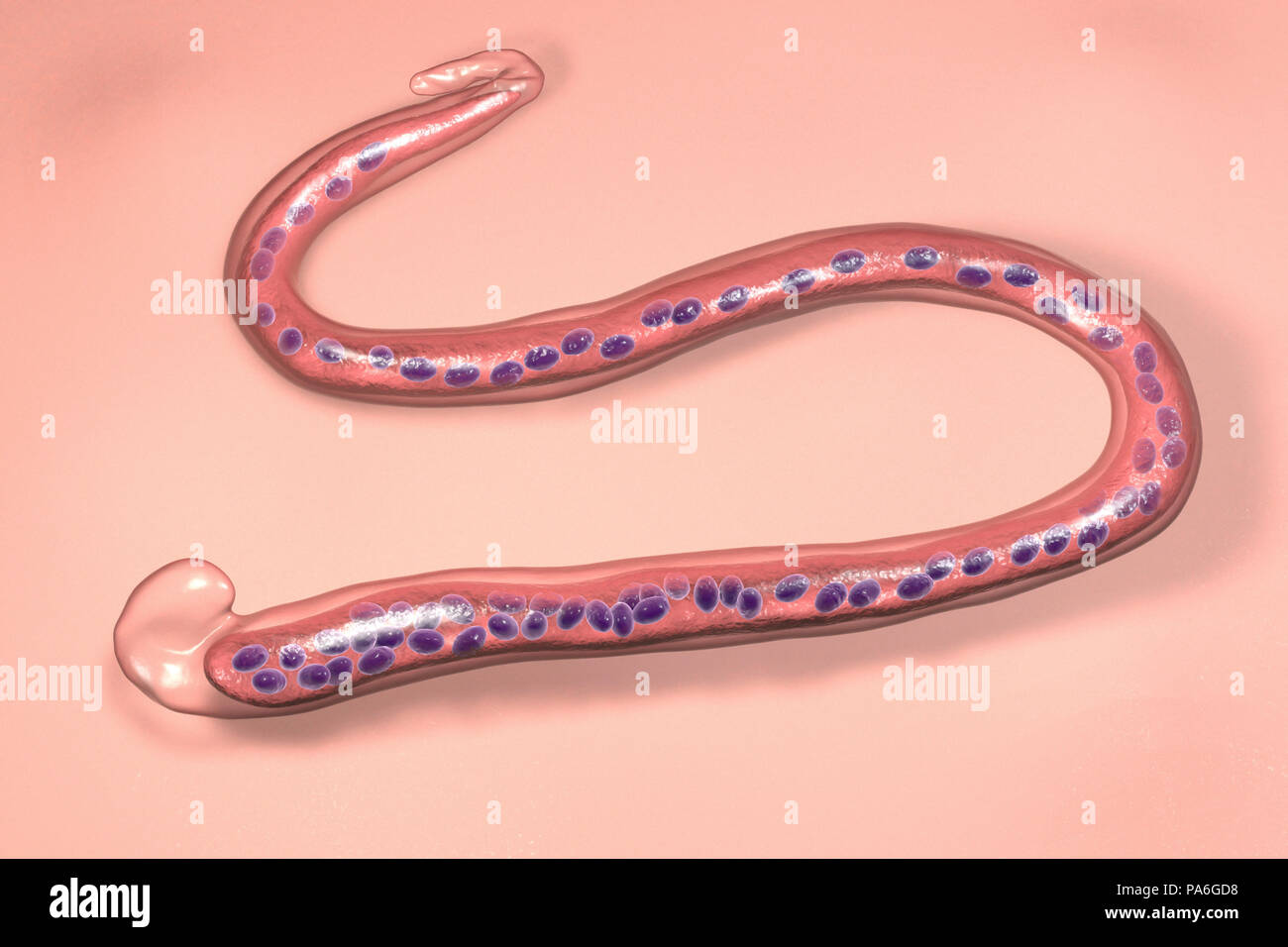 Wuchereria bancrofti. Computer illustration of the microfilaria larval stage of the parasitic worm Wuchereria bancrofti, which causes filariasis in humans. W. bancrofti larvae are also found in several mosquito hosts. They enter the human body as the mosquitoes feed, and migrate to the lymphatic system, where they mature. Illustration shows diagnostic morphological features of W. bancrofti, it is sheathed, without nuclei in the tip of the tail. Stock Photo