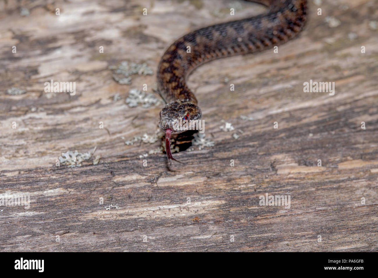 The Northern Viper ore common adder is one of the most wide spread terrestial snakes Stock Photo