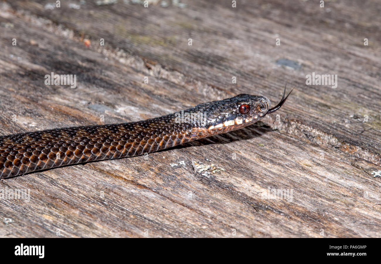 The Northern Viper ore common adder is one of the most wide spread terrestial snakes Stock Photo