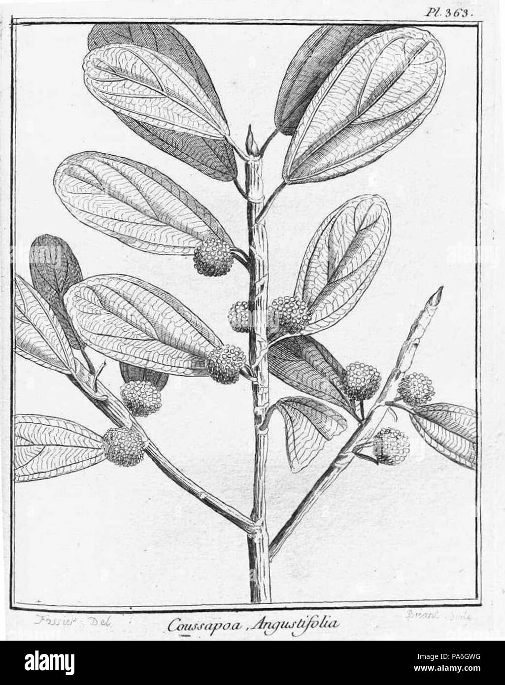 354 Coussapoa angustifolia-1 Stock Photo