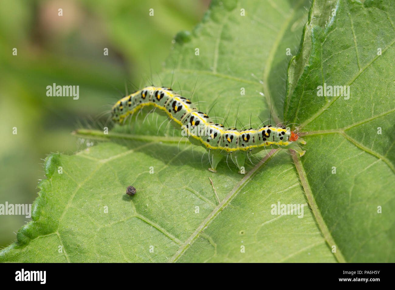 Caterpillar, Papua New Guinea Stock Photo