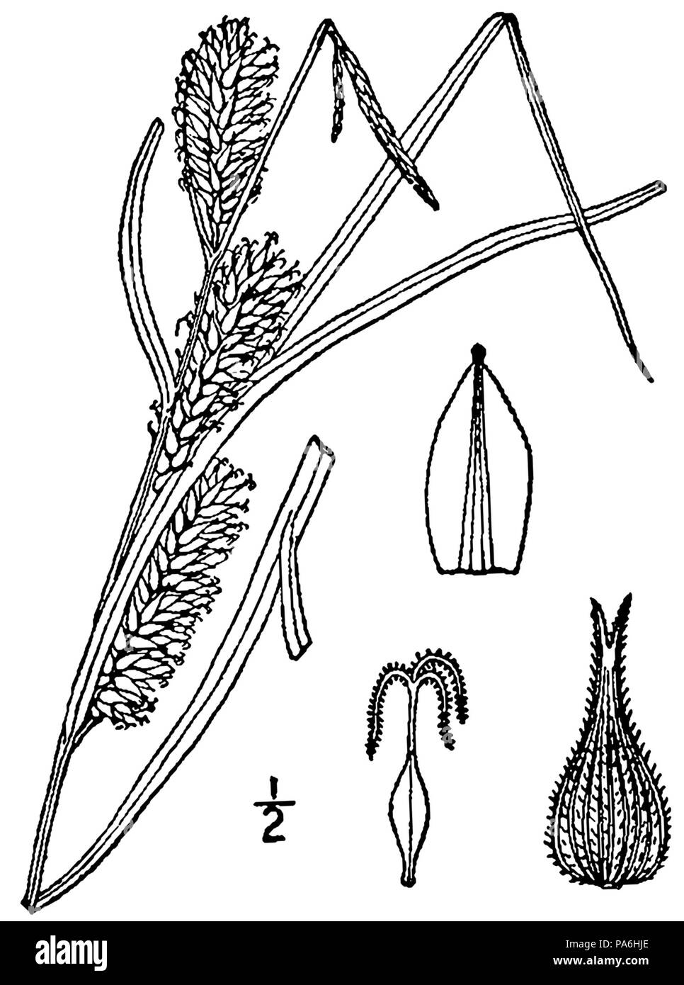 280 Carex trichocarpa BB-1913 Stock Photo