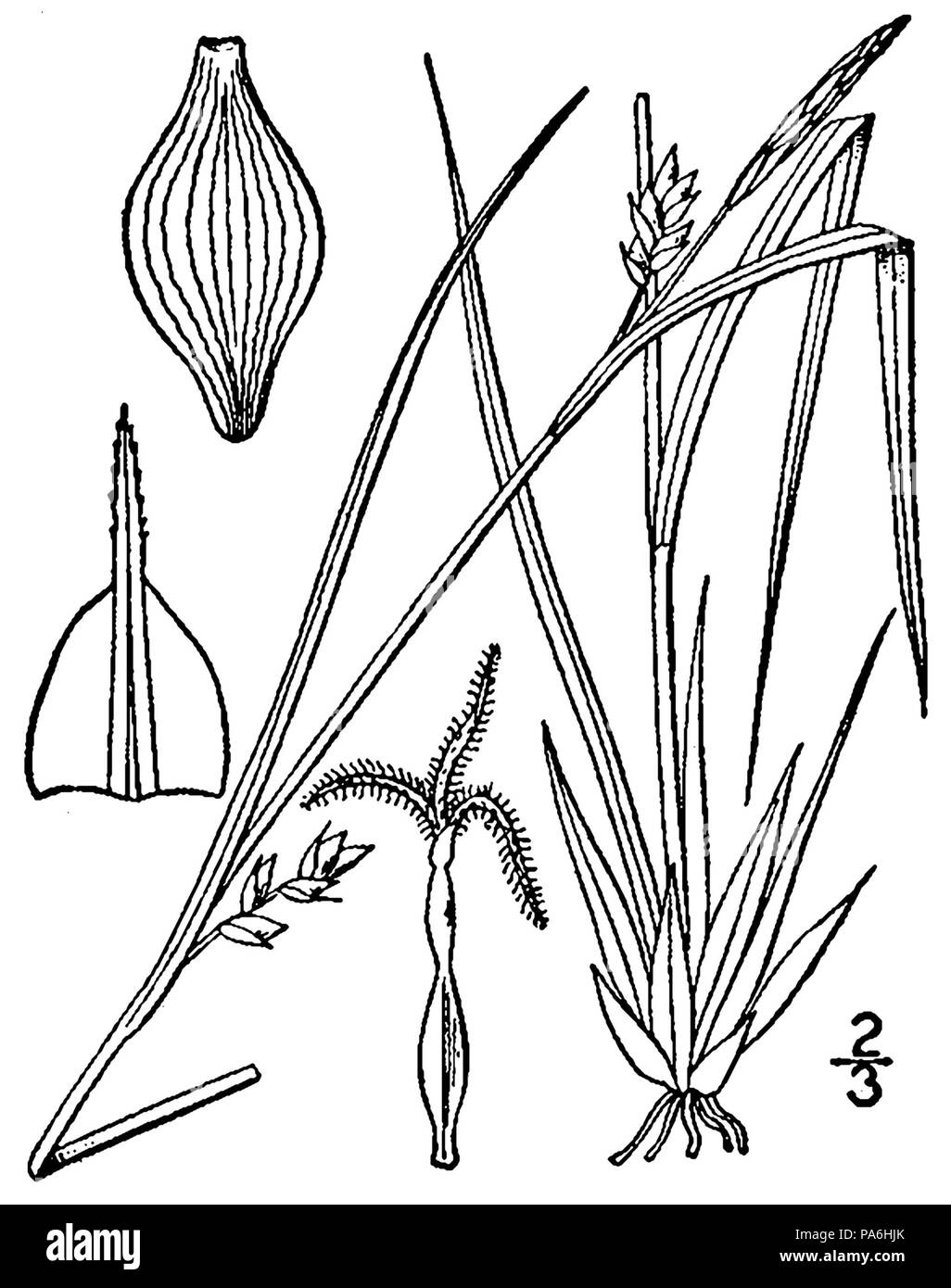 280 Carex oligocarpa BB-1913 Stock Photo