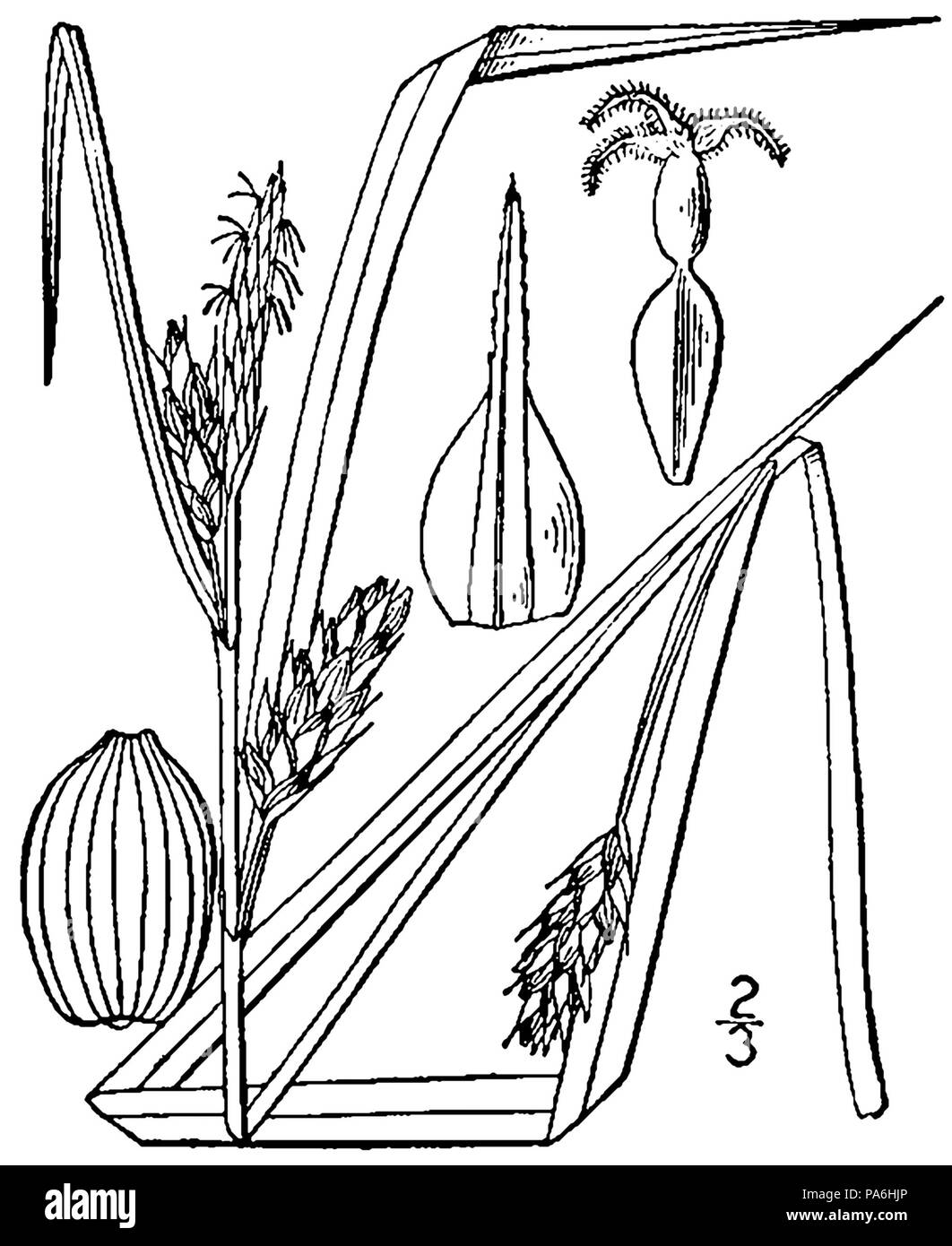 280 Carex grisea BB-1913 Stock Photo
