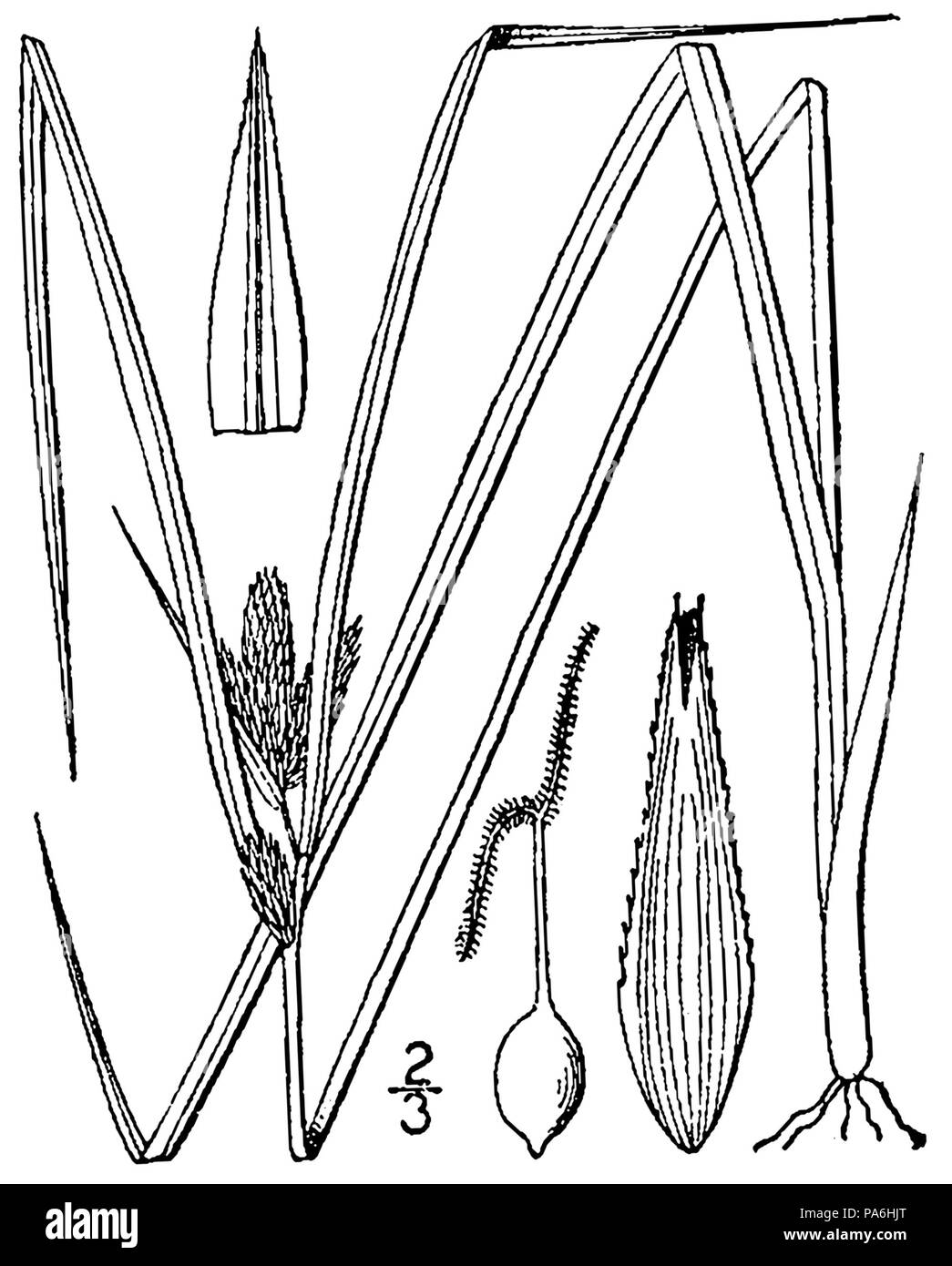 280 Carex sychnocephala BB-1913 Stock Photo