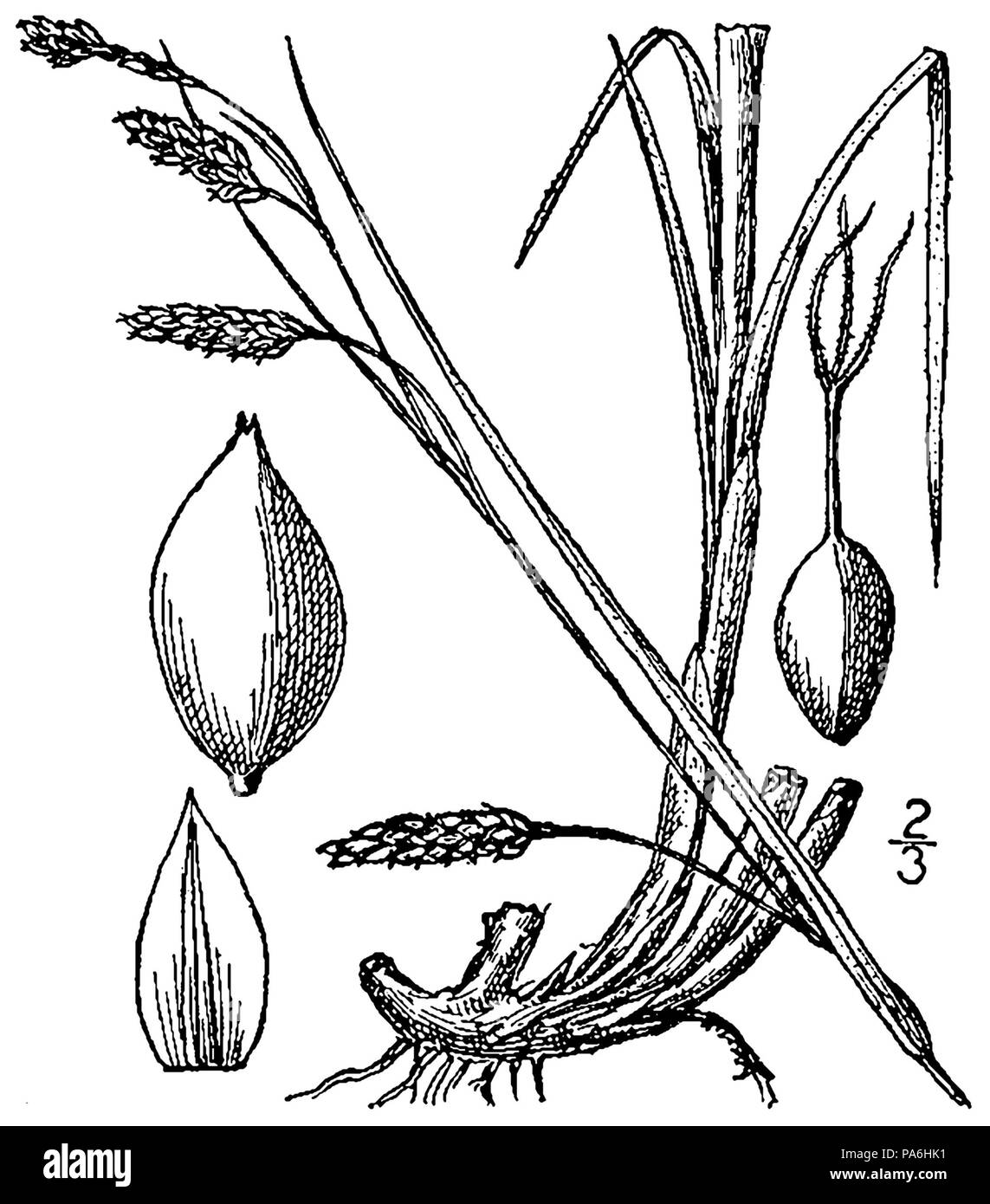 280 Carex formosa BB-1913 Stock Photo