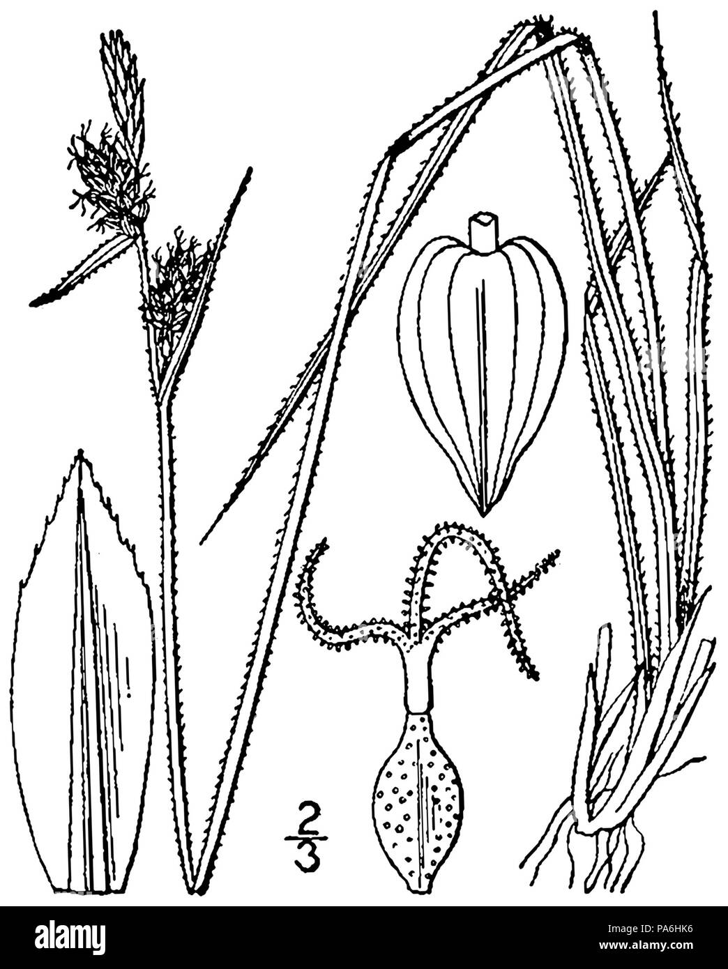 280 Carex torreyi (as Carex abbreviata) BB-1913 Stock Photo