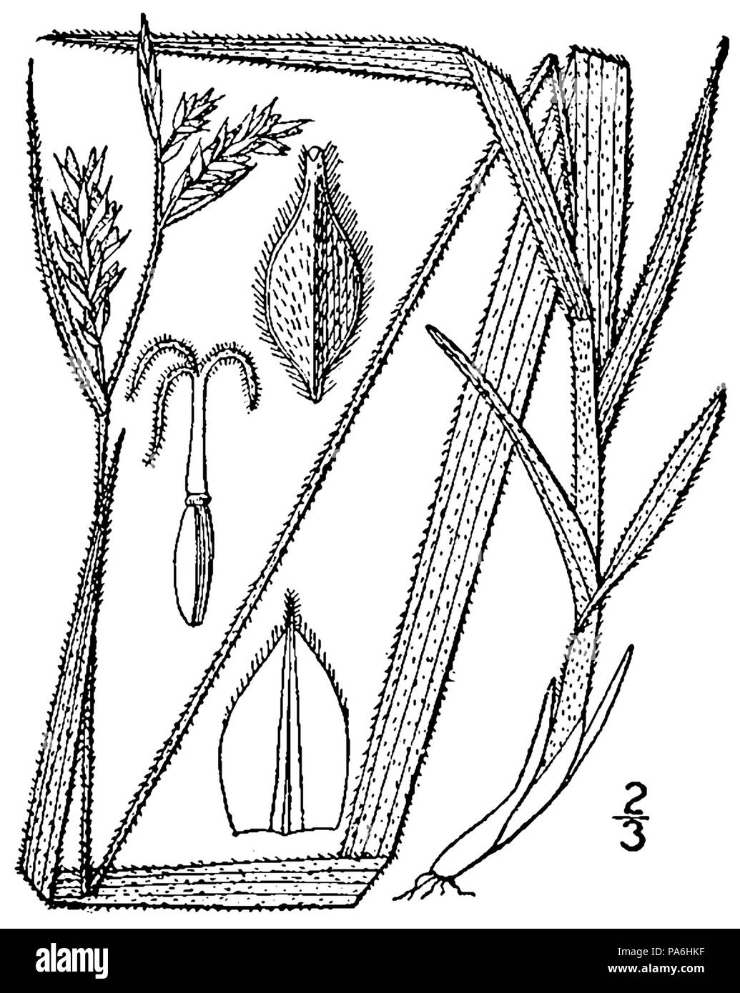 280 Carex hirtifolia BB-1913 Stock Photo