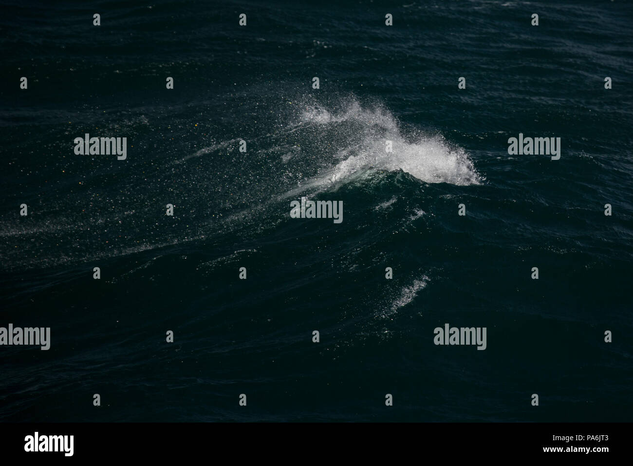 Sunlit spray from a breaking wave in the North Sea Stock Photo