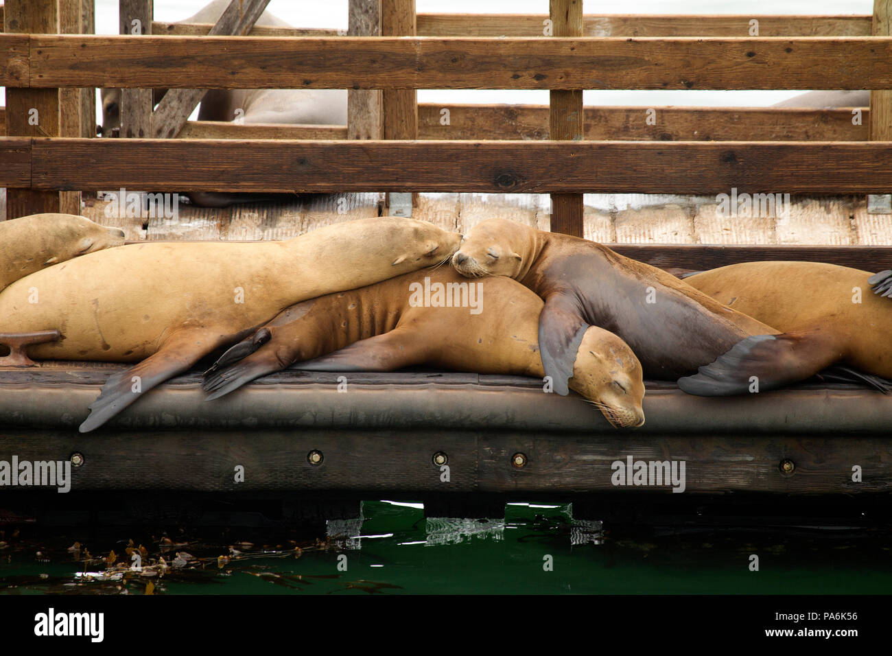 Sea Lions Hauled out on a Dock Stock Photo
