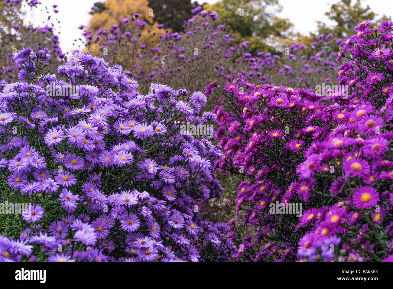asteraceae heliantheae pink and violet in autumn end of summer close up Stock Photo