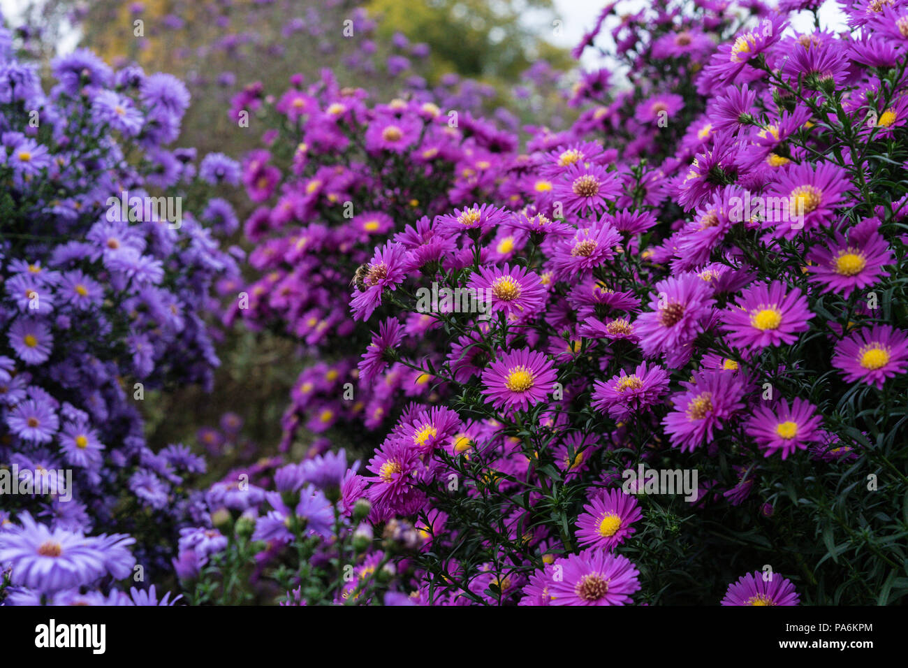 asteraceae heliantheae pink and violet in autumn end of summer close up Stock Photo