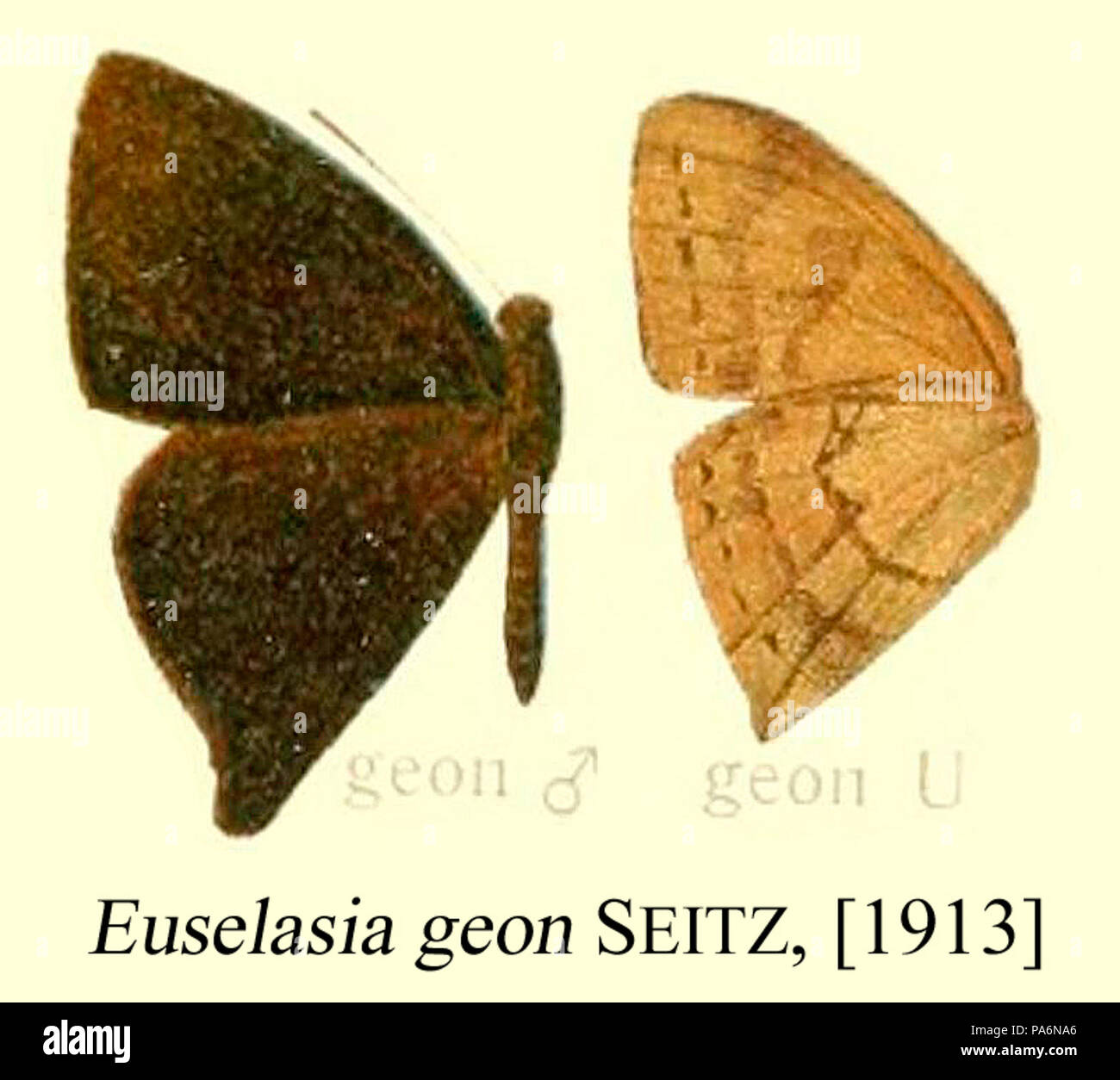703 GeonSeitz1913OD Stock Photo