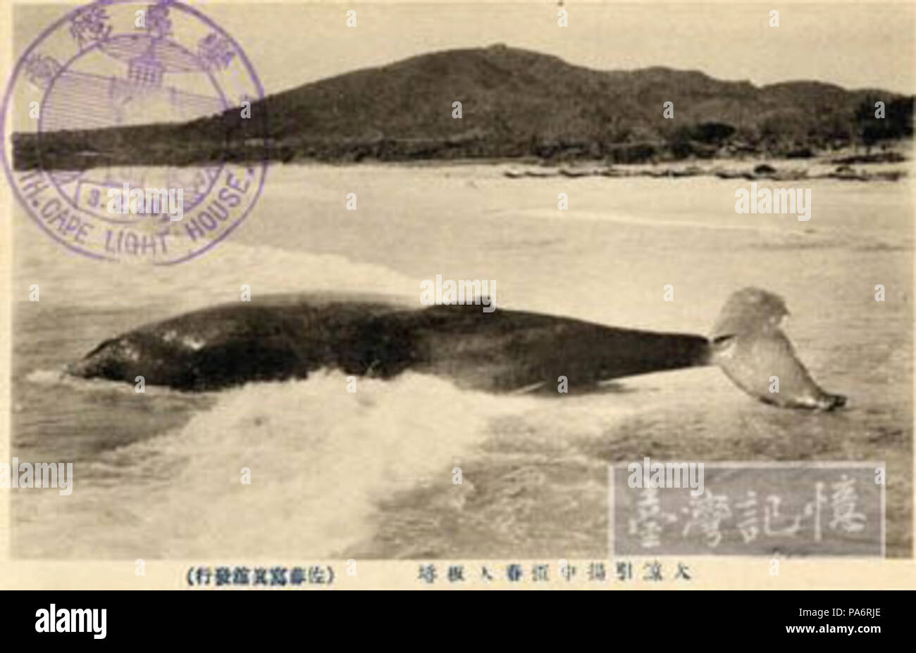4 19s臺灣日治時期恆春鵝鑾鼻大板埒捕撈鯨魚whale Near The Beach Of Cape Eluanbi Hengchun Taiwan Stock Photo Alamy