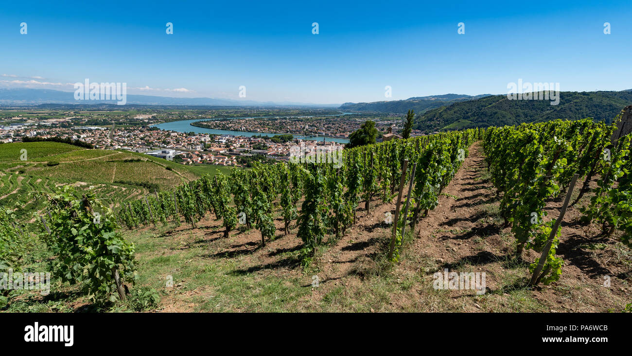 Hermitage vineyards at Tain l'Hermitage, Rhône Valley, France Stock Photo
