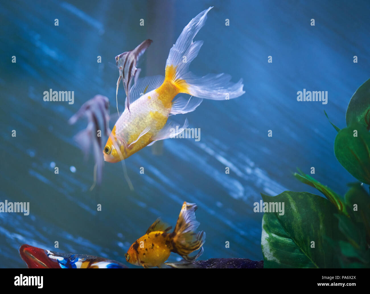 Life in aquarium theme. Colorful small fishes swimming in blue water Stock Photo