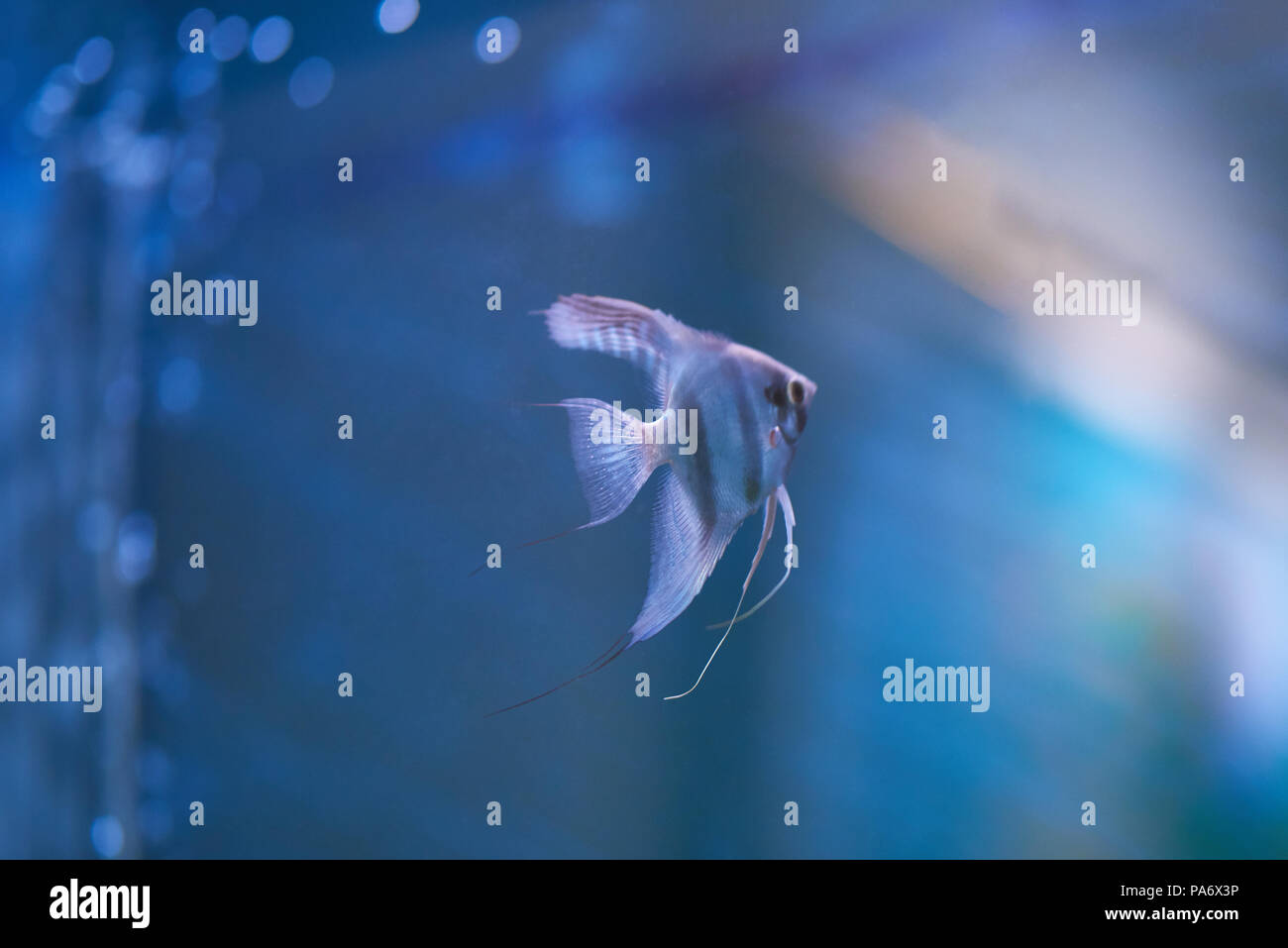 Small gray fish in blue clear aquarium water background Stock Photo