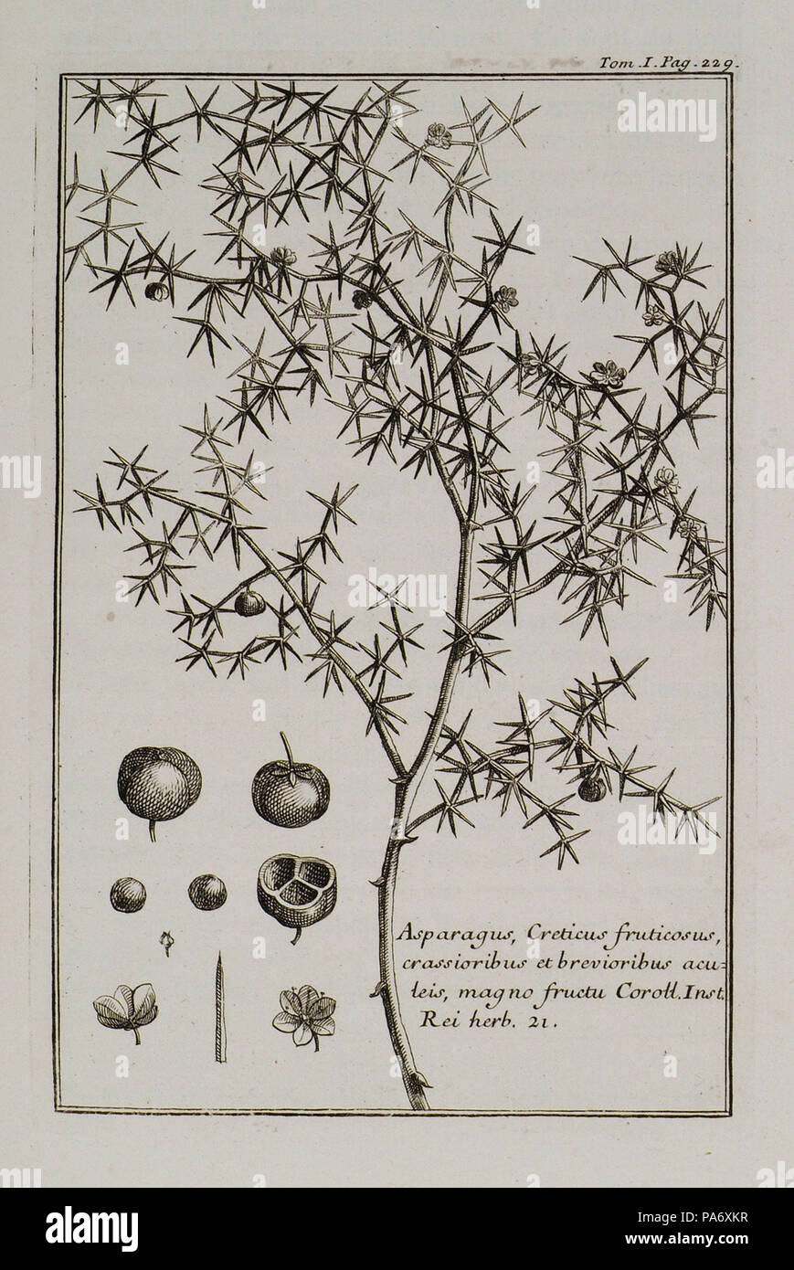 24 Asparagus, Creticus fruticosus, crassioribus et brevioribus acuteis, magno fructu Coroll Inst Rei Herb 21 - Tournefort Joseph Pitton De - 1717 Stock Photo