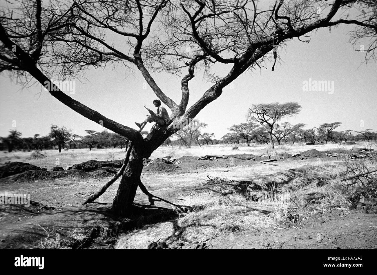 Tserona, Eritrea. 2nd Nov, 1999. In the heat of the day, a lone fighter stands guard in an acacia tree at Egri Mikhal. Beyond the front-line trench, the Eritreans have heavily mined the stretch of land that separates them from the Ethiopian soldiers. Credit: Cheryl Hatch/ZUMAPRESS.com/Alamy Live News Stock Photo