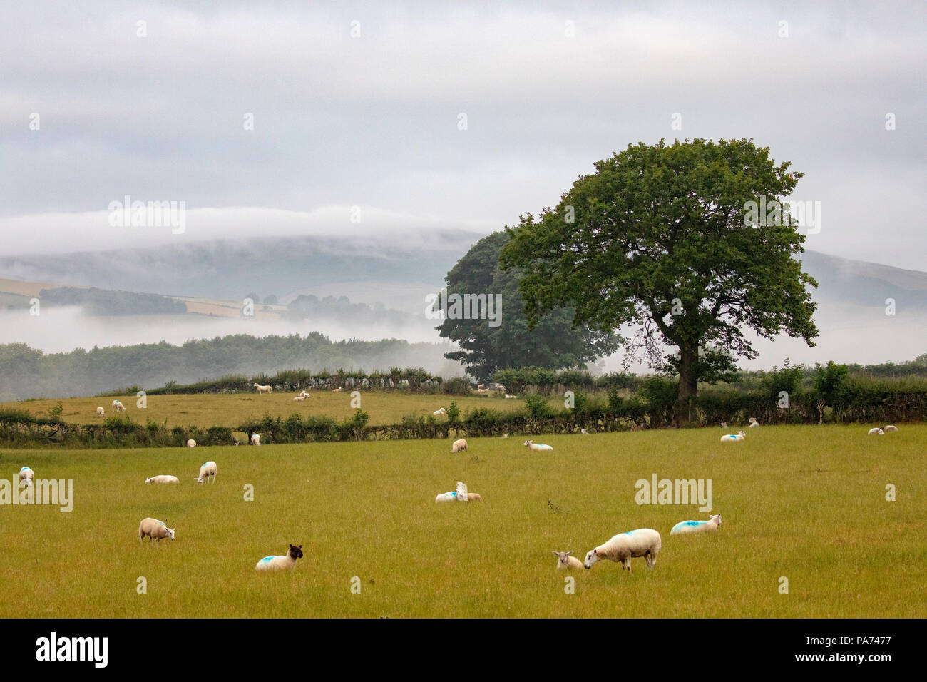 Moel y crio hires stock photography and images Alamy