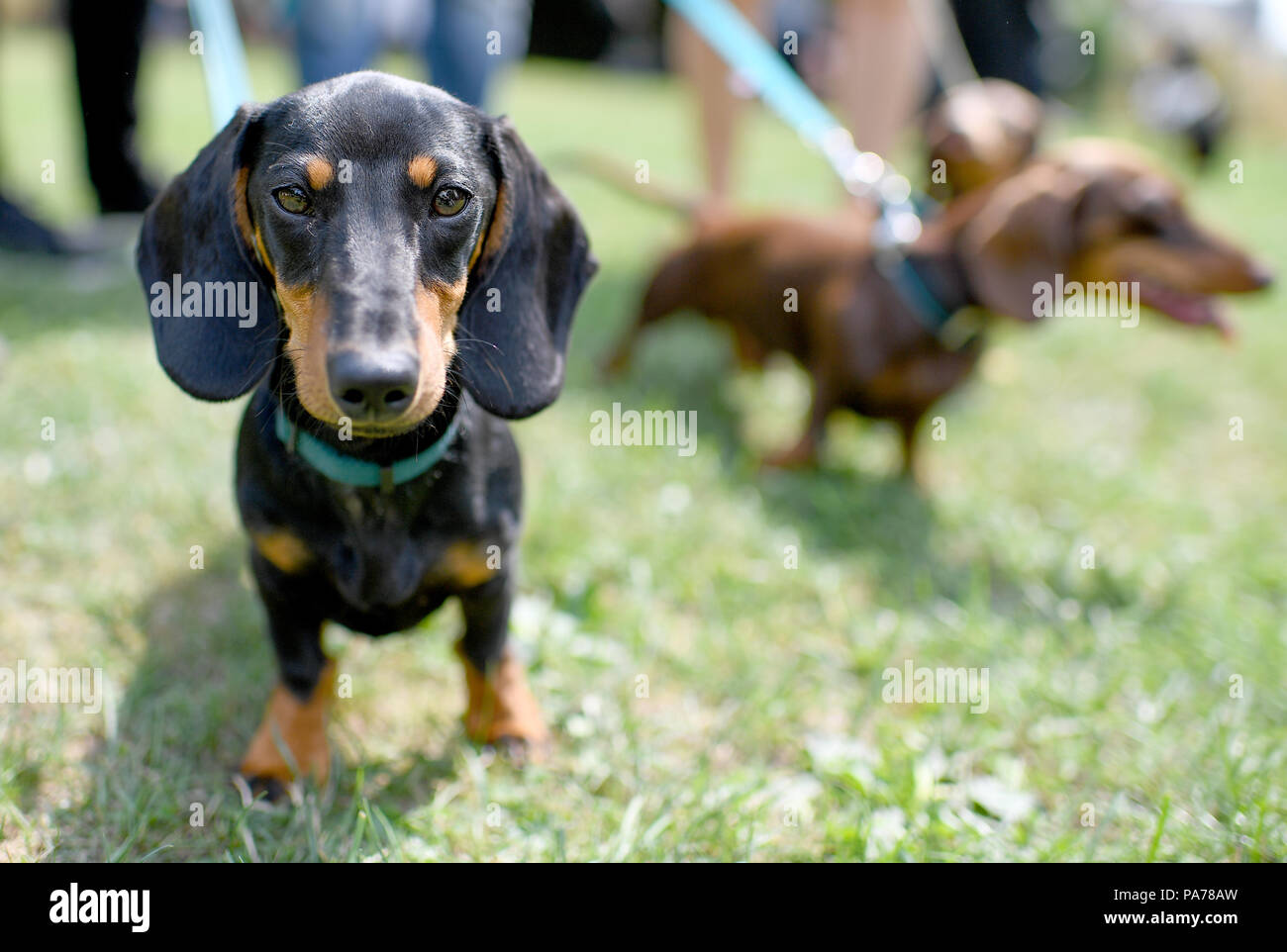 Berlin, Germany. 21st July, 2018. The shorthaired dachshunds Erdmann