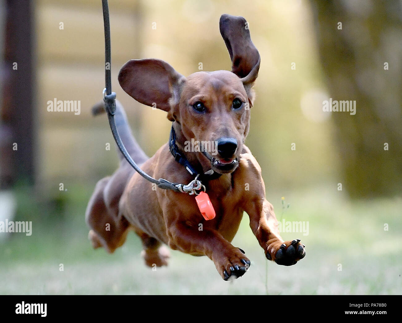 Berlin, Germany. 21st July, 2018. Short haired dachshund Emil running
