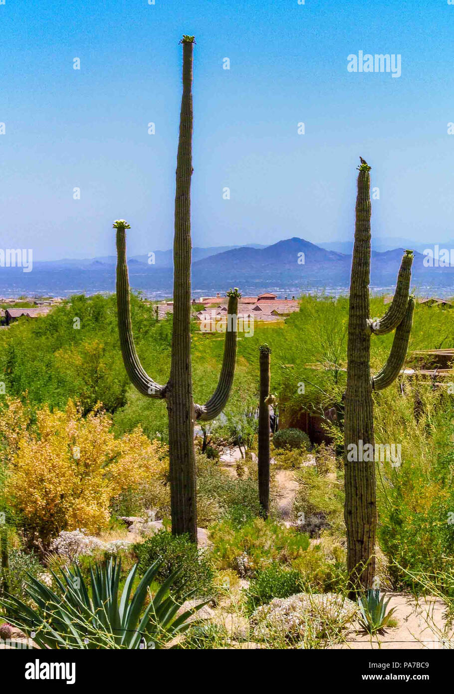 where to buy a san pedro cactus San Pedro Cactus for Sale | Trichocereus Pachanoi