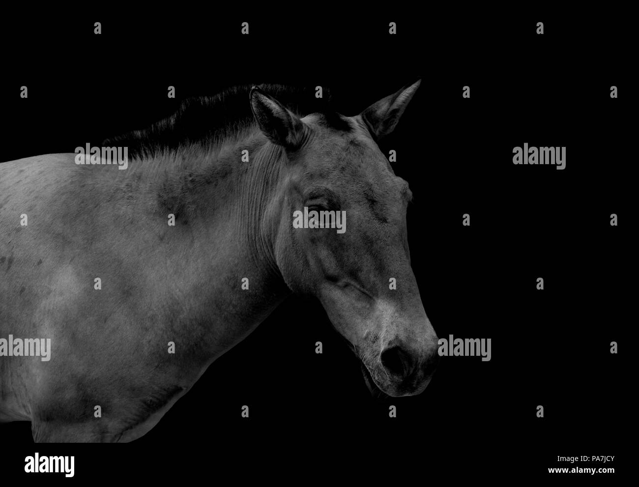 Przewalski's wild horse isolated on black background Stock Photo