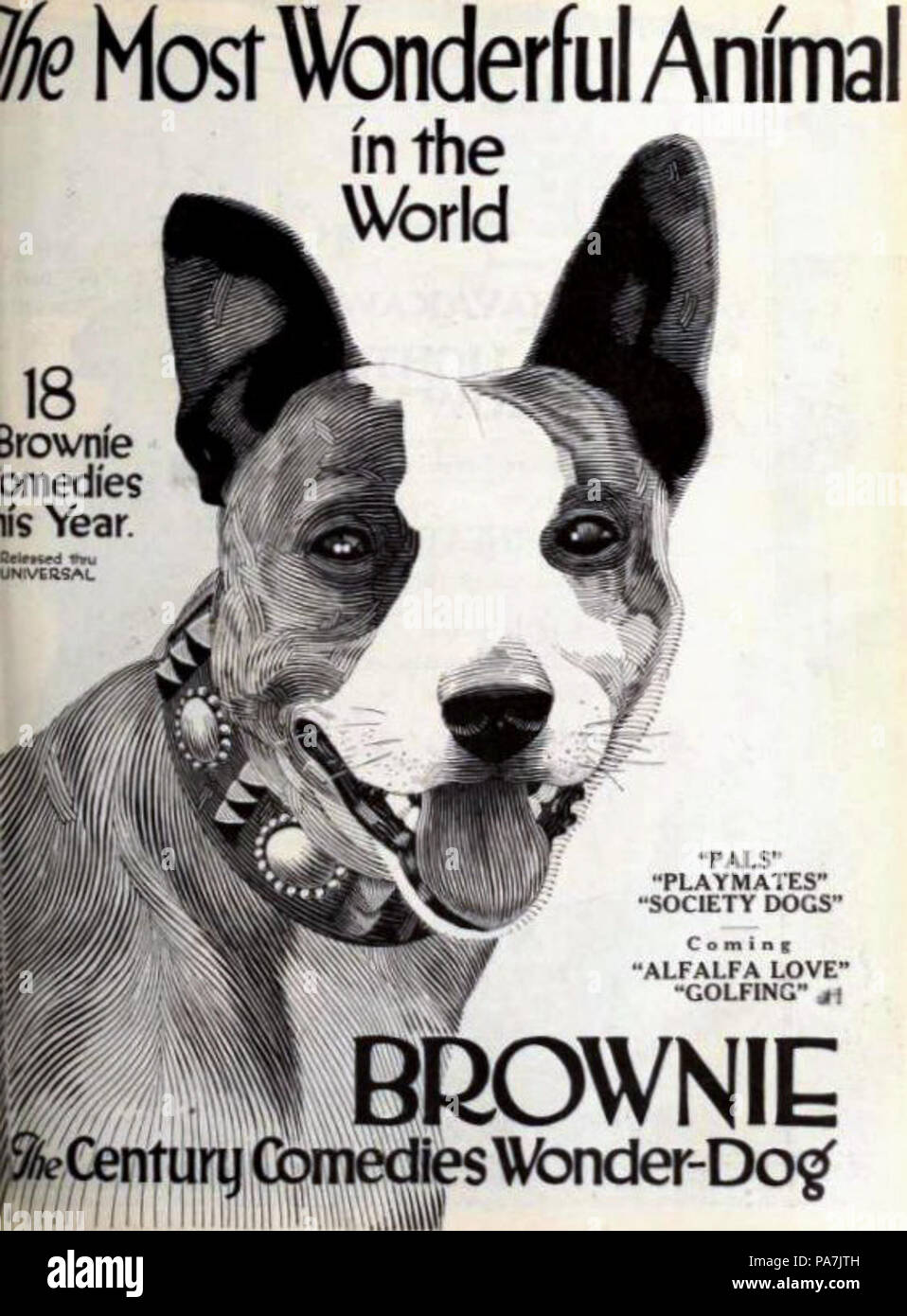 Brownie the wonder dog hires stock photography and images Alamy