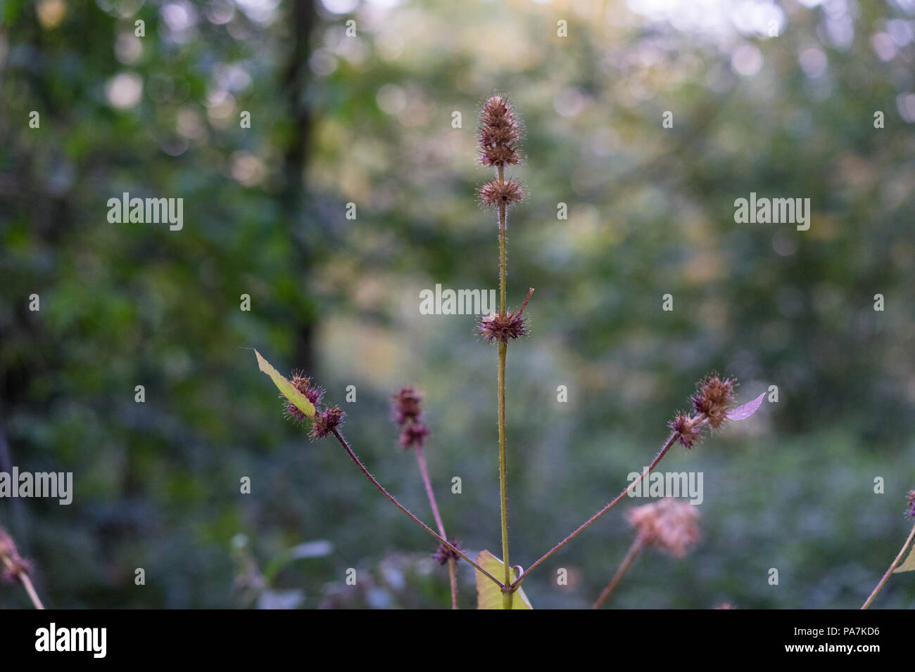 small filigran plant in forrest close up bokeh isolated view Stock Photo