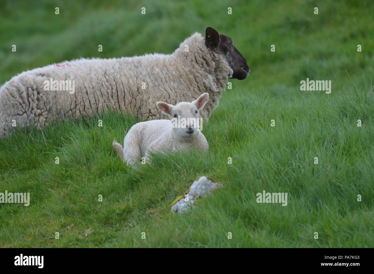 Cute white baby sheep in a remote location Stock Photo