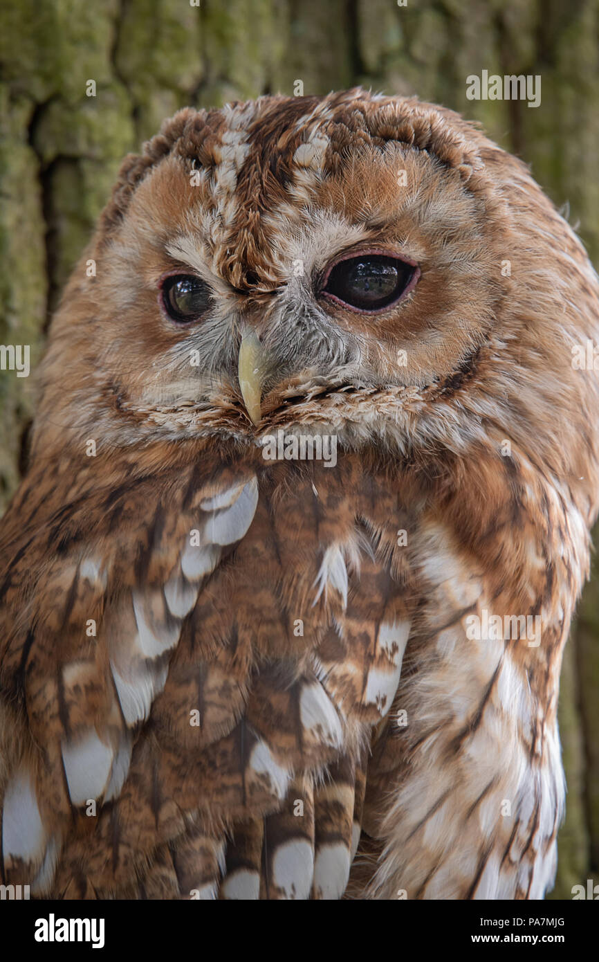 A very close half length portrait of a tawny owl staring intensely to the left upright vertical format Stock Photo