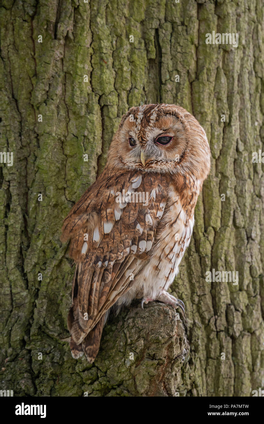A full length portrait of a tawny perched on a branch with the tree bark as the background with text space all around in upright vertical format Stock Photo