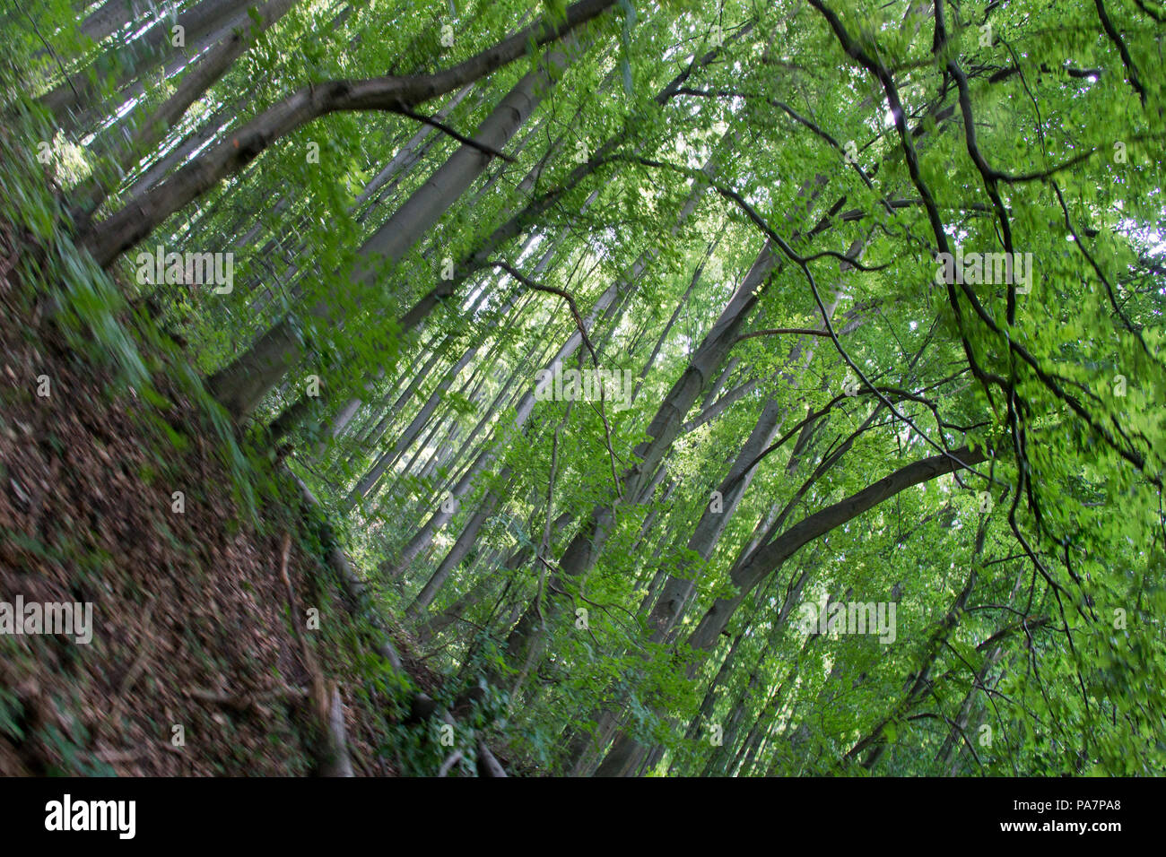 Diagonal view of a forest in the Bukk National Park in Hungary Stock Photo