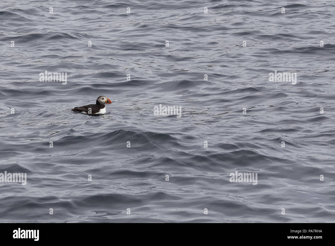 Puffins in the ocean and The Farne Islands Stock Photo