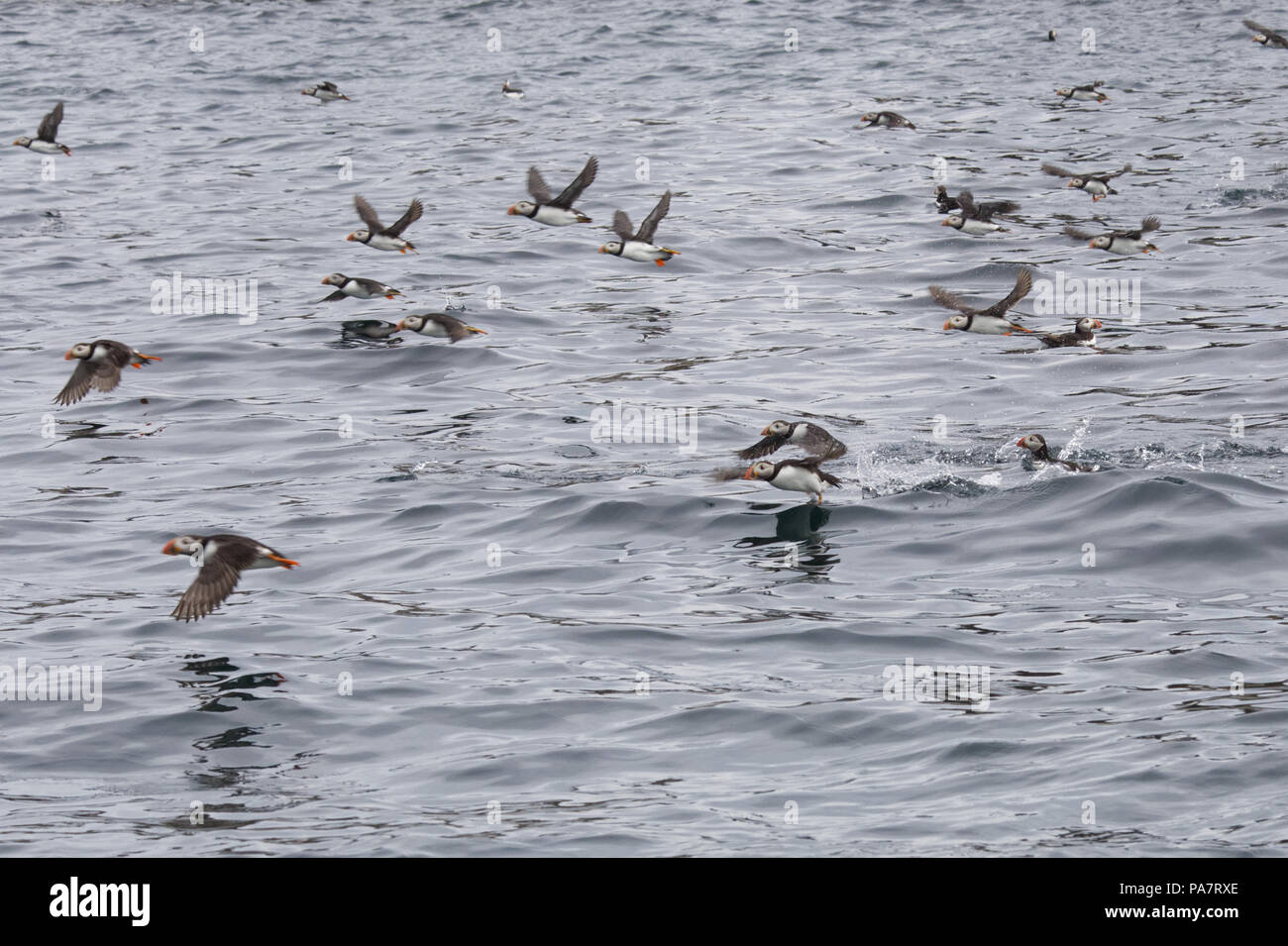 Puffins in the ocean and The Farne Islands Stock Photo