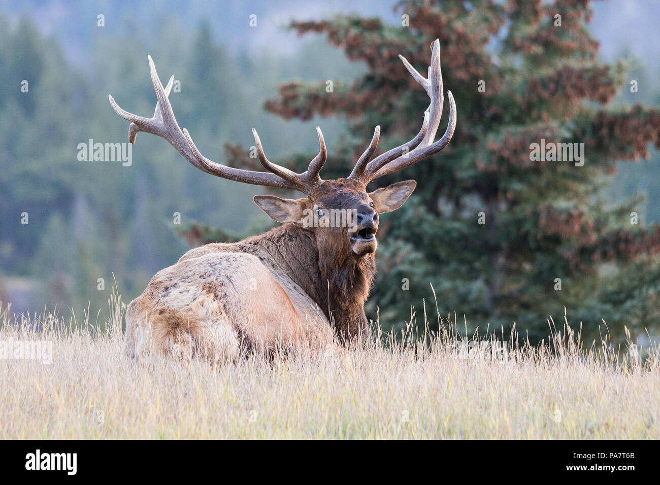 A majestic big bull laying down calling out Stock Photo