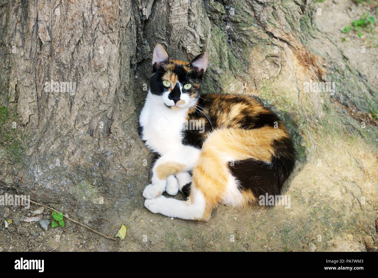 Homeless old cat Stock Photo